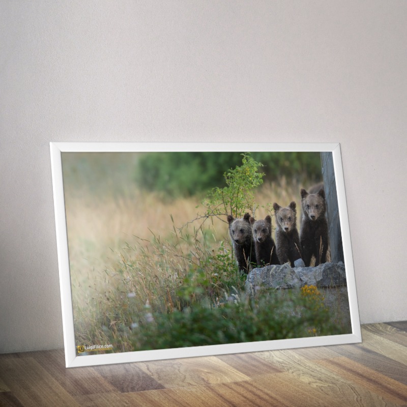 four bear cubs Quadro Orizzontale LuigiFilice.com Photography